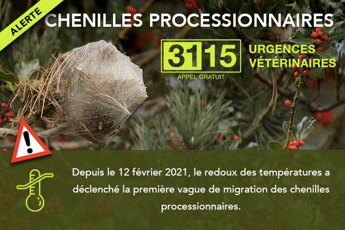alerte chenilles processionnaires